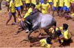 Don’t lift ban on Jallikattu, Attorney General advises Centre